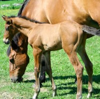 Virus Hendra, Infeksi Pada Kuda yang Bisa Menular ke Manusia