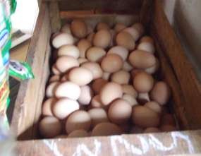 Jelang Puasa Harga Daging Ayam Mulai Merayap Naik