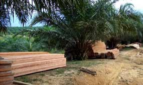 Pemerintah Dinilai Cuek Terhadap Illegal Logging di Bukit Suligi 