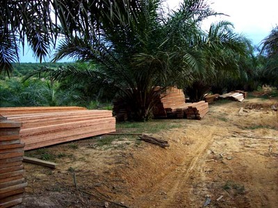 Hutan Lindung Bukit Suligi Terus Dijarah