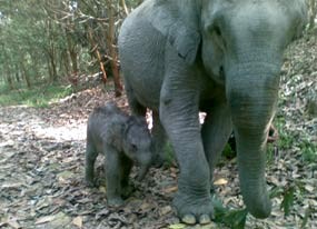 Mira Lahirkan Bayi Gajah 46,9 Kg