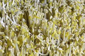 Mesir Tolak Bertanggungjawab atas Wabah Bakteri E Coli