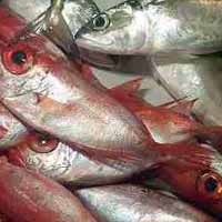 Harga Ikan Laut di Malang Terjun Bebas