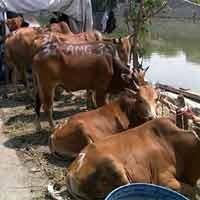 RI Butuh Perluas Negara Asal Sapi Impor