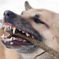 Digigit Anjing Rabies Bisa Berakibat Kecanduan Seks