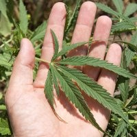 Amerika Menolak Legalkan Ganja 
