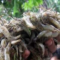 Industri Olahan Udang Bakal Relokasi ke Thailand 