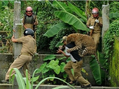 Macan Tutul Terkam Polisi Hutan