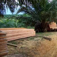 Pilkada Ternyata Ikut Picu Kerusakan Hutan