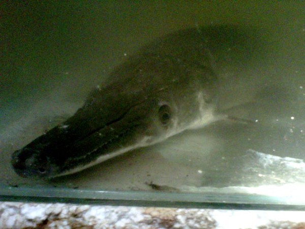 Ikan Berkepala Mirip Buaya di Mojokerto