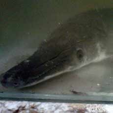 Mancing, Warga Mojokerto dapat Ikan Berkepala Mirip Buaya