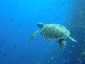 Bunaken yang Selalu Bikin Penasaran Para Penyelam