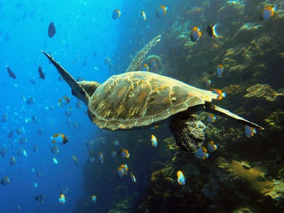 Penyu Hijau Melayang di Laut Bunaken