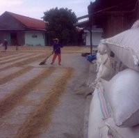 Mentan: Ngumpul Ora Ngumpul Asal Mangan