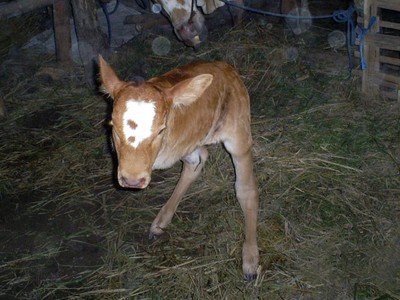 Anak Sapi Berkaki 2 Lahir di Sleman