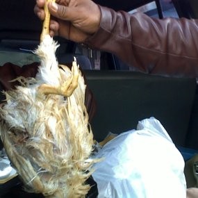 19 Ayam Tiren Diamankan di Pasar Klender Jaktim