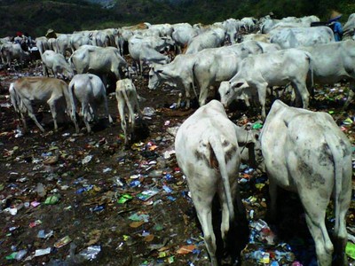 Ratusan Sapi Pemakan Sampah