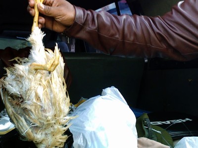 19 Ayam Tiren Diamankan di Pasar Klender
