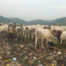 Sapi Makan Sampah Sangat Berbahaya!