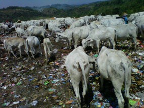Daging Hasil Penggemukan Sapi di Tempat Sampah Tak Sehat