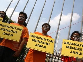 Pemprov DKI Bantah Terlantarkan Orangutan di Ragunan