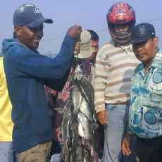 Ratusan Warga Panen Ikan Mabuk di Kali Porong