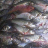 Berburu Ikan Murah di Bazar Ramadan