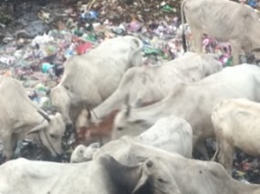 Kota Metropolitan Jakarta Menyimpan 4.000 Sapi