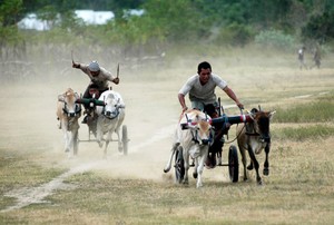 Karapan Sapi