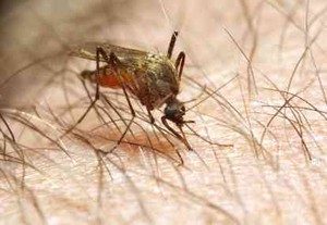 Vaksin untuk Mencegah Chikungunya Sudah Bisa Dibuat