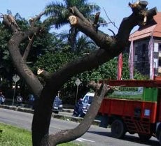 Pohon di Cibaduyut Ditebang, Warga Protes ke Wali Kota
