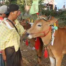 Warga Lumajang Pilih Ngabuburit Dengan Melatih Karapan Sapi