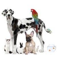 Hewan-hewan yang Bisa Bikin Orang Sakit