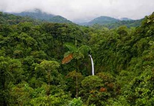 Pohon-pohon di Dunia Hanya Bisa Serap 40 Persen Karbon Dioksida