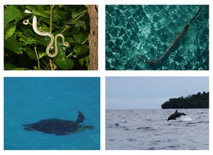 Indahnya Mutu Manikam-Ku, Kalimantan Timur