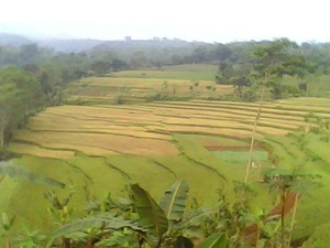 Kaki Gunung Ungaran: Menyusuri Jalur-jalur Tersembunyi Bag. 2