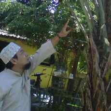 Tumbuh Single, Pohon Kurma di Nginden Berbuah Lebat