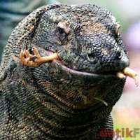 Pakar Serukan Stop SMS Komodo Sebagai 7 Keajaiban Alam Dunia 