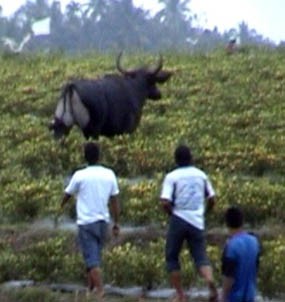 Banteng Jantan Nyaris Seruduk Wanita Mandi