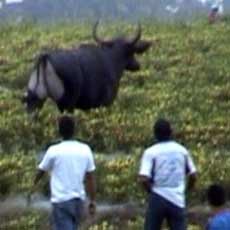 Banteng Jantan Nyaris Seruduk Wanita Mandi