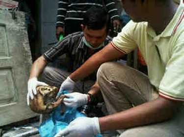 Ya Ampun! Pria di Batam Tewas Dimakan 4 Anjingnya