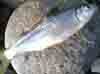 Ikan Bilih
