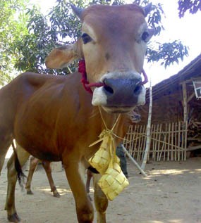 Tradisi Warga Pamekasan Kalungi Sapi dengan Ketupat