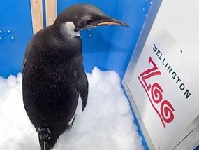 Dicari! Penguin Happy Feet Hilang di Perairan Sub-Antartika