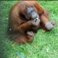 Kecanduan Rokok Juga Dialami Orangutan
