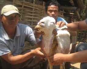 Anjing Jadi Jadian Di Banyuwangi Diduga Praktek Ilmu Pesugihan