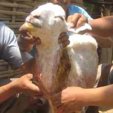 Anjing Jadi-jadian di Banyuwangi Diduga Praktek Ilmu Pesugihan