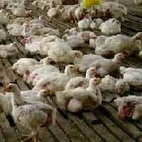 Antisipasi Flu Burung, Dinas Peternakan Vaksinasi Unggas