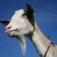 Kanker Paru Diduga Bisa Ditularkan Oleh Kambing
