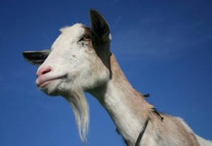 Kanker Paru Diduga Bisa Ditularkan Oleh Kambing